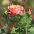 Kép 3/3 - Rosa 'La Villa Cotta ®' - sárga - rózsaszín - virágágyi grandiflora - floribunda rózsa