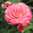Kép 1/3 - Rosa 'Rosenstadt Freising ®' - fehér - rózsaszín - virágágyi floribunda rózsa