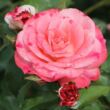 Kép 1/3 - Rosa 'Rosenstadt Freising ®' - fehér - rózsaszín - virágágyi floribunda rózsa