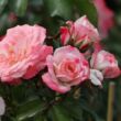 Kép 2/3 - Rosa 'Rosenstadt Freising ®' - fehér - rózsaszín - virágágyi floribunda rózsa