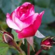 Kép 3/3 - Rosa 'Rosenstadt Freising ®' - fehér - rózsaszín - virágágyi floribunda rózsa