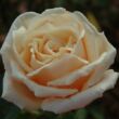 Kép 1/3 - Rosa 'Child of My Heart™' - rózsaszín - teahibrid rózsa