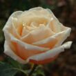 Rosa 'Child of My Heart™' - rózsaszín - teahibrid rózsa