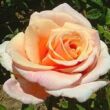 Kép 3/3 - Rosa 'Child of My Heart™' - rózsaszín - teahibrid rózsa