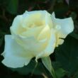 Rosa 'Elina ®' - sárga - teahibrid rózsa
