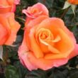 Rosa 'Mamma Mia!™' - narancssárga - teahibrid rózsa