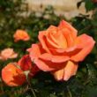 Kép 3/3 - Rosa 'Mamma Mia!™' - narancssárga - teahibrid rózsa