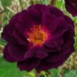 Kép 1/3 - Rosa 'Wekfabpur' - lila - virágágyi floribunda rózsa