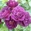 Kép 2/3 - Rosa 'Wekfabpur' - lila - virágágyi floribunda rózsa