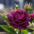 Kép 3/3 - Rosa 'Wekfabpur' - lila - virágágyi floribunda rózsa