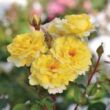 Rosa 'Nadia Zerouali™' - sárga - virágágyi floribunda rózsa