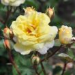 Rosa 'Nadia Zerouali™' - sárga - virágágyi floribunda rózsa