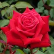 Kép 1/3 - Rosa 'Ruby Wedding™' - vörös - teahibrid rózsa