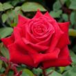 Kép 1/3 - Rosa 'Ruby Wedding™' - vörös - teahibrid rózsa