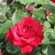 Kép 2/3 - Rosa 'Ruby Wedding™' - vörös - teahibrid rózsa