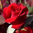 Kép 3/3 - Rosa 'Ruby Wedding™' - vörös - teahibrid rózsa