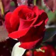 Rosa 'Ruby Wedding™' - vörös - teahibrid rózsa