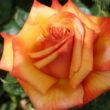Kép 1/3 - Rosa 'Remember Me™' - sárga - narancssárga - teahibrid rózsa