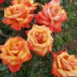 Rosa 'Remember Me™' - sárga - narancssárga - teahibrid rózsa