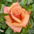 Rosa 'Remember Me™' - sárga - narancssárga - teahibrid rózsa