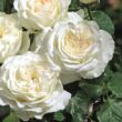 Rosa 'Irina®' - fehér - teahibrid rózsa