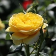 Kép 1/3 - Rosa 'Inka®' - sárga - virágágyi floribunda rózsa