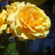 Rosa 'Inka®' - sárga - virágágyi floribunda rózsa