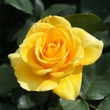 Kép 3/3 - Rosa 'Inka®' - sárga - virágágyi floribunda rózsa