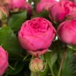 Rosa 'Pink Piano®' - rózsaszín - teahibrid rózsa