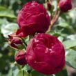 Rosa 'Royal Piano®' - vörös - teahibrid rózsa