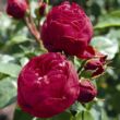 Rosa 'Royal Piano®' - vörös - teahibrid rózsa
