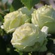 Rosa 'Wedding Piano®' - fehér - teahibrid rózsa