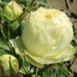 Rosa 'Lemon Piano®' - fehér - teahibrid rózsa