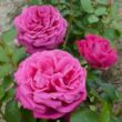 Rosa 'Senteur Royale®' - lila - teahibrid rózsa