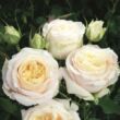 Rosa 'My Girl®' - fehér - teahibrid rózsa