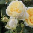 Rosa 'My Girl®' - fehér - teahibrid rózsa