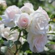 Rosa 'Aspirin - Rose ®' - fehér - virágágyi floribunda rózsa
