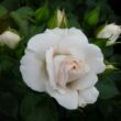 Rosa 'Aspirin - Rose ®' - fehér - virágágyi floribunda rózsa