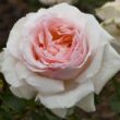 Kép 1/3 - Rosa 'Andre Le Notre ®' - rózsaszín - teahibrid rózsa