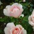 Rosa 'Andre Le Notre ®' - rózsaszín - teahibrid rózsa