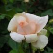 Kép 3/3 - Rosa 'Andre Le Notre ®' - rózsaszín - teahibrid rózsa