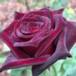 Kép 1/3 - Rosa 'Black Baccara®' - vörös - teahibrid rózsa