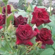 Kép 2/3 - Rosa 'Black Baccara®' - vörös - teahibrid rózsa