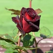 Kép 3/3 - Rosa 'Black Baccara®' - vörös - teahibrid rózsa