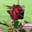 Kép 3/3 - Rosa 'Black Baccara®' - vörös - teahibrid rózsa