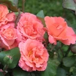 Kép 2/3 - Rosa 'Christophe Colomb®' - narancssárga - teahibrid rózsa