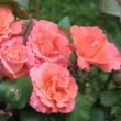 Kép 2/3 - Rosa 'Christophe Colomb®' - narancssárga - teahibrid rózsa