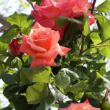 Rosa 'Christophe Colomb®' - narancssárga - teahibrid rózsa