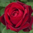 Kép 1/3 - Rosa 'Edith Piaf®' - vörös - teahibrid rózsa