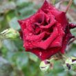 Kép 2/3 - Rosa 'Edith Piaf®' - vörös - teahibrid rózsa
